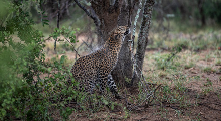Leopard in rain