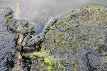 marsh frog (Pelophylax ridibundus) on the stone