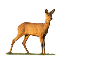 Naklejka premium roe deer, capreolus capreolus, doe standing on grass isolated on white background. Beautiful mammal staring in nature with copy space. Animal female watching cut out on blank.