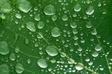 Water droplets on a green leaf of a tree. Natural natural background.