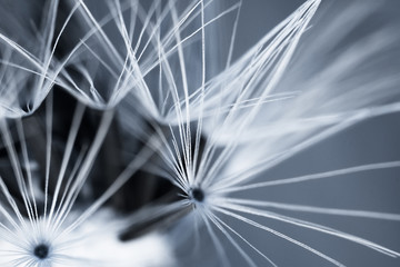 Abstract background with closeup of dandelion seeds. Natural background.