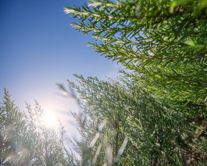 Rosemary herb plant in the garden