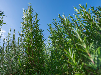 Rosemary herb plant in the garden