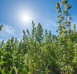 Satureja montana herb plant in the garden