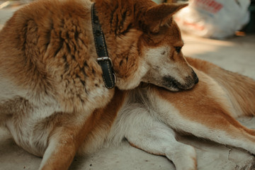 Brown dog lying on the ground and licks his paws. Dog behavior and habit concept. Selective focus.