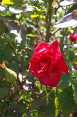 Red Flower of Rose 'Kurenai' in Full Bloom
