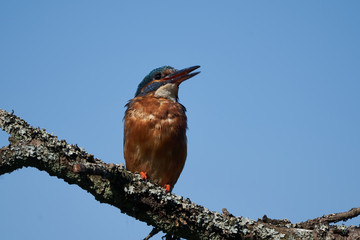 Common kingfisher Alcedo atthis Eurasianon a tree at the river