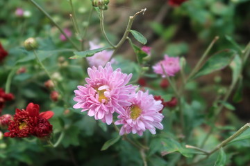 pink and white flower
