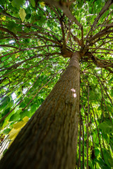 a big tree close up in the detail