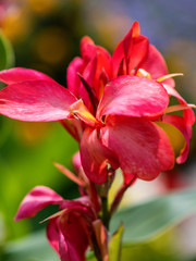 Fototapeta premium Canna flower on natural green and yellow background. Floral background. Pink canna flower close up. Flower bed