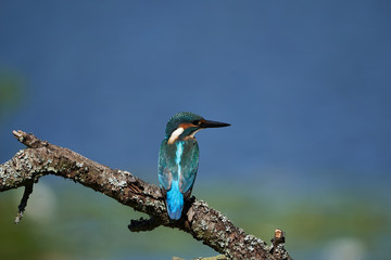Common kingfisher Alcedo atthis Eurasianon a tree at the river