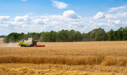Combine harvester in distance harvests ripe wheat in field, against of trees and beauty blue sky with clouds. Procurement of cereal seeds by reaping machine for flour production. View from side afar 