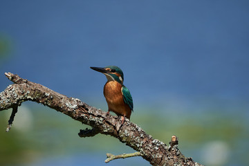 Common kingfisher Alcedo atthis Eurasianon a tree at the river
