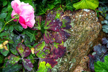 Efeublätter mit Regentropfen in Herbstfarben und leicht unscharfer Rose im Vordergrund