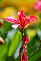 Canna flower on natural green and yellow background. Floral background. Pink canna flower close up. Flower bed