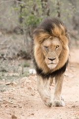 One eyed Male Lion