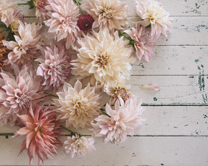 große Blüten der Dahlie in Pastelltönen auf einem Tisch liegend - Cafe au lait Dahlie