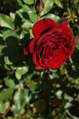 Dark Red Flower of Rose 'Kurocho' in Full Bloom
