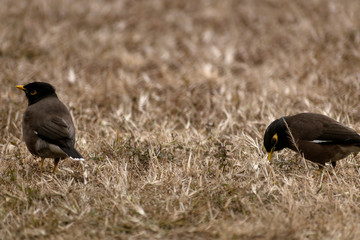 close up shot of two birds on grass