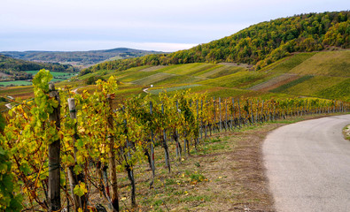 Fototapeta na wymiar Bewaldeter Weinberg in Herbstfarben mit herbstlichen Weinreben im Vordergrund