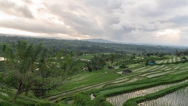 Bali, Indonesia : Time Lapse of Jatiluwih Rice Terraces Paddy Fields Subak System Dramatic Massive Scenic Green Landscape UNESCO World Heritage Site at Hill Side in Tabanan Village