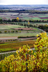 Blick vom herbstlichem Weinberg in ein Tal mit Feldern und Bäumen in Herbstfarben