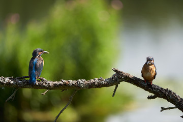 Common kingfisher Alcedo atthis Eurasianon a tree at the river