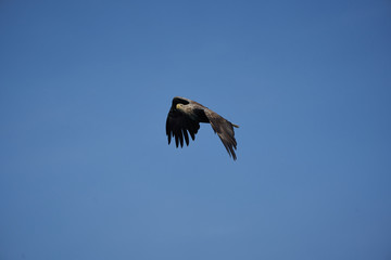 White tailed Eagle Catching eel Raptor Lake Hunting