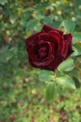 Dark Red Flower of Rose 'Kuroshinju' in Full Bloom
