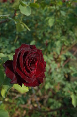 Dark Red Flower of Rose 'Kuroshinju' in Full Bloom
