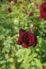 Dark Red Flower of Rose 'Kuroshinju' in Full Bloom
