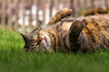 Chubby tabby cat lying belly up in the grass