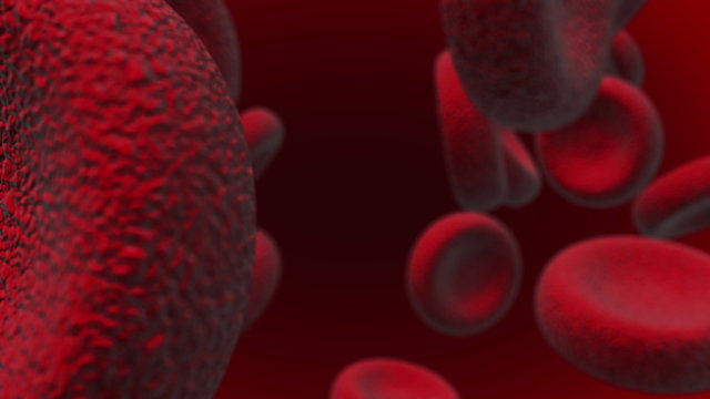 Red blood cells moving in the blood stream in an artery. 3D Animation of Hemoglobin Cells Traveling Through a Vein. 4K with 60FPS