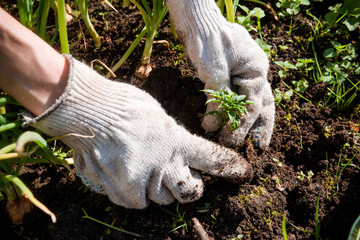 hands of a man in gloves plant a sprout in the ground