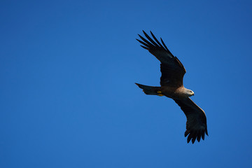 Red kite Portrait Milvus Milvus Fishing Lake