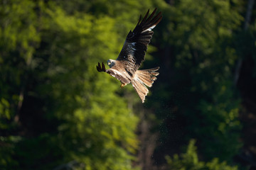 Red kite Portrait Milvus Milvus Fishing Lake