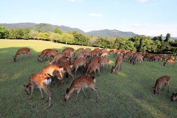 Naklejka premium 夏の奈良公園