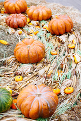 Pile of pumpkins sold at a market  for halloween.
