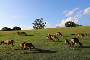 Fototapeta premium 夏の奈良公園