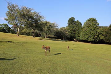 夏の奈良公園