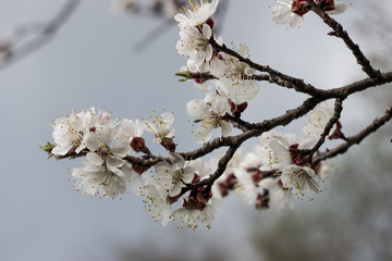
flowers spring life flowering beauty