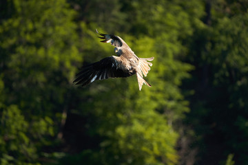 Red kite Portrait Milvus Milvus Fishing Lake