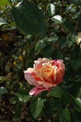Cream and Pink Flower of Rose 'La Jolla' in Full Bloom
