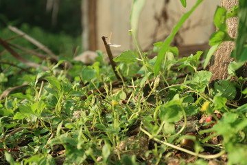 close up of green grass in the garden