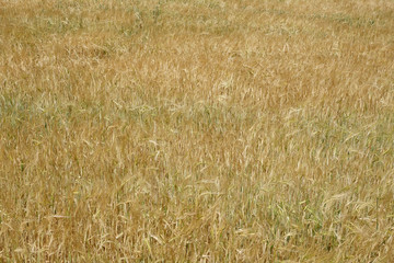 Rye field. Abstract background and agricultural view.