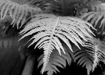 Fern close-up. black and white