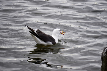 Beautiful Lesser Black-backed Gull swimming and drinking at Lake Tjornin in Reykjavik, the capital of Iceland