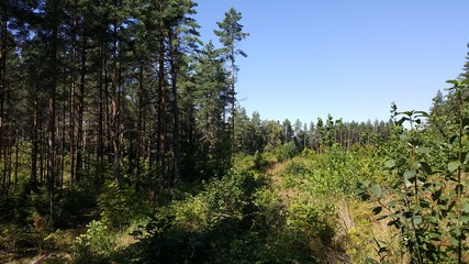 A glade overgrown with green bushes and wild grass in a forest of tall mast pines under a blue sky.