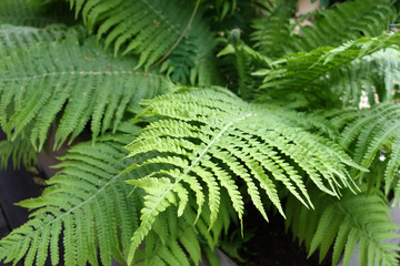 Fern close-up. Background and texture for design