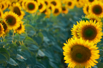 bright sunflower field, a beautiful landscape on a summer day